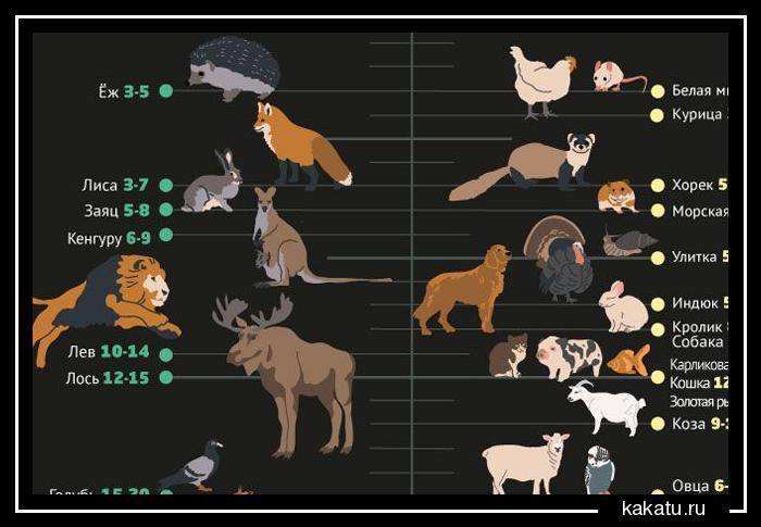 Продолжительность жизни собаки: сколько живут разные породы