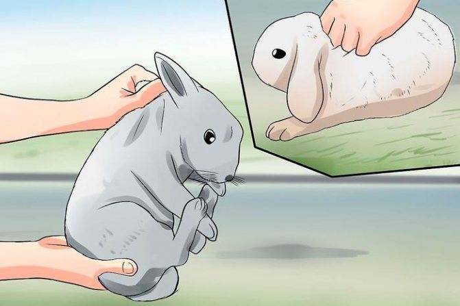Где найти и как поймать кролика