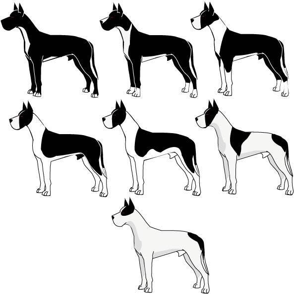 Джек-рассел-терьер - описание популярной породы собак. рекомендации по содержанию и дресировке