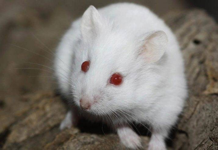 Крысы альбиносы - белые с красными глазами: особенности, срок жизни (фото) - kotiko.ru