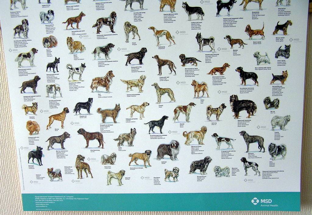 Напиши породу собак. Породы собак в таблице маленькие средние. Плакат породы собак. Породы с названиями. Породы собак картинки.