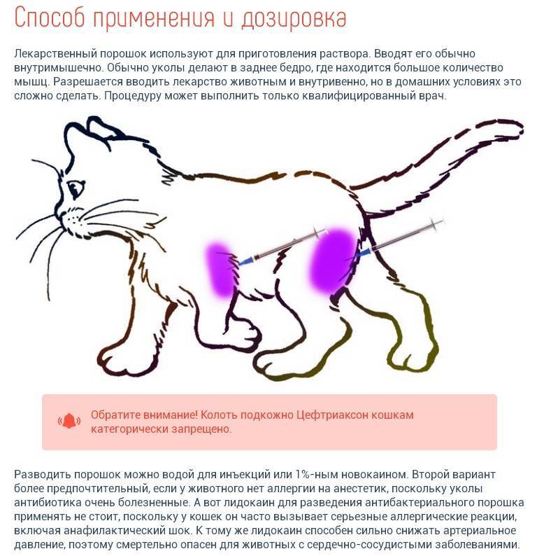 Глобфел для кошек: инструкция и отзывы о применении препарата + аналоги
