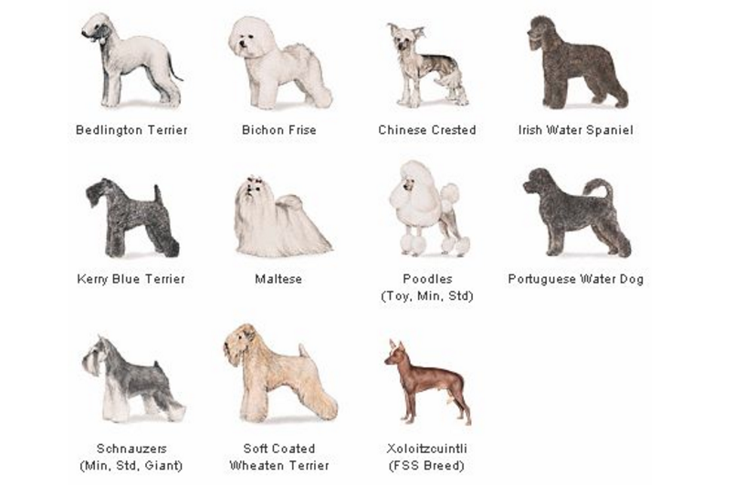 Гипоаллергенные породы собак для людей страдающих аллергией: список пород