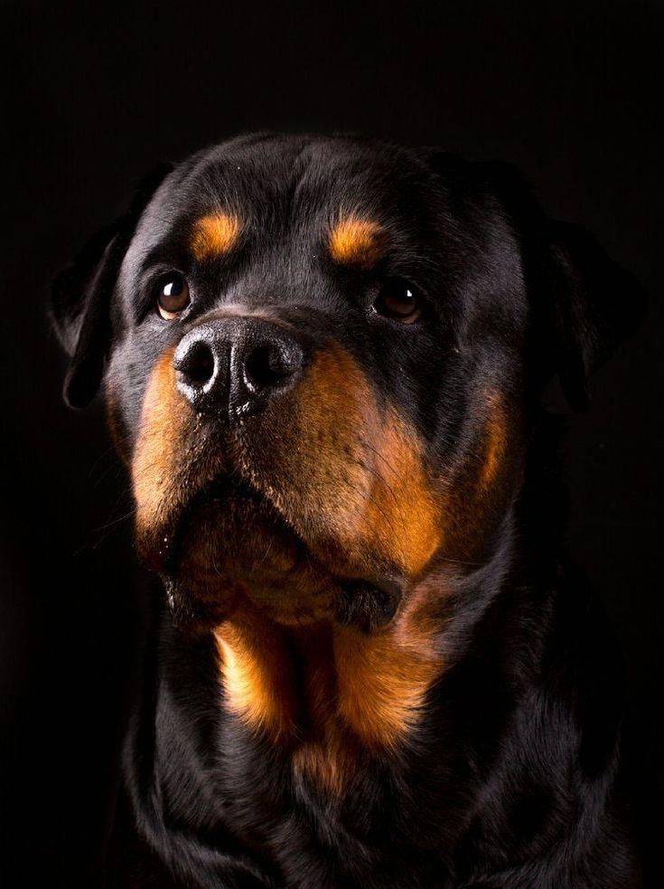 Порода ротвейлер: характеристика, стандарт по размеру, росту, весу, фото взрослой особи черного окраса, а также бывают ли эти собаки золотистого и белого цвета?