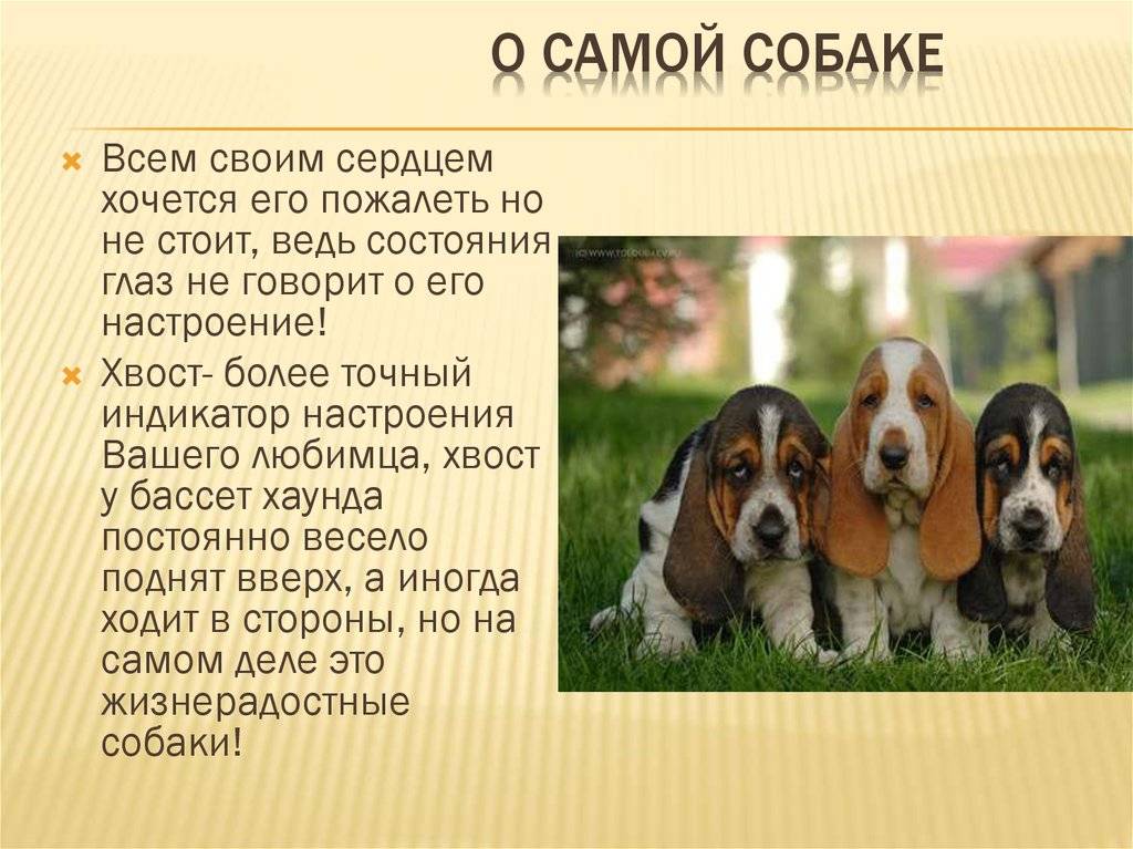 Бигль отзывы владельцев плюсы. Бассет-хаунд стандарт породы. Рассказ про собаку породы Бигль 2 класс. Бигль характер породы. Сообщение о собаке Бигль.