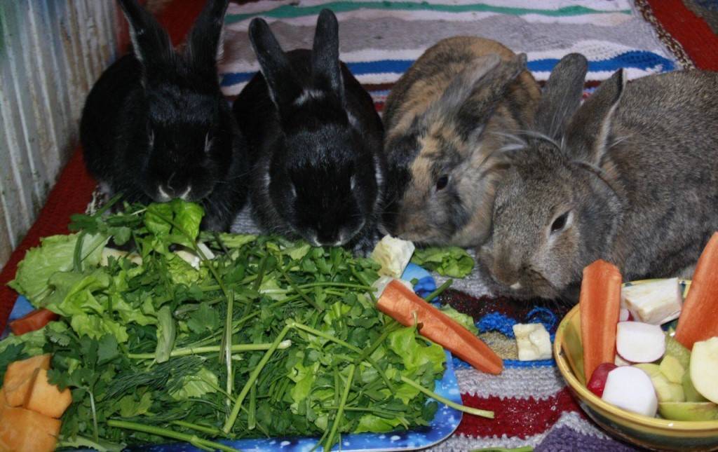 Можно ли кормить кроликов пшеницей? Польза злака, правила кормления и количество в рационе питания