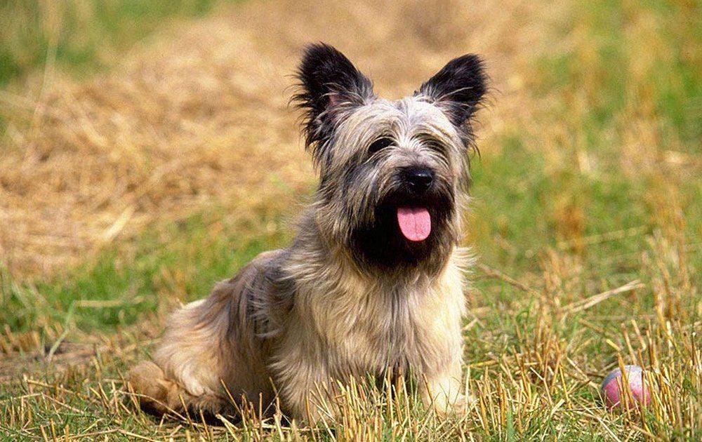 Скай терьер: стандарт шотландца и особенности, щенок скай (фото)