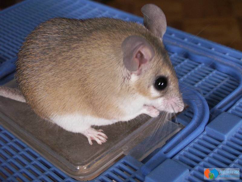 Иглистая египетская мышь, отличительная мышка
