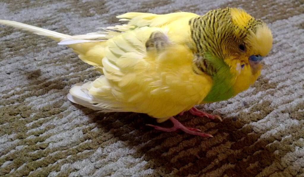 Заболевания волнистых попугаев и их лечение