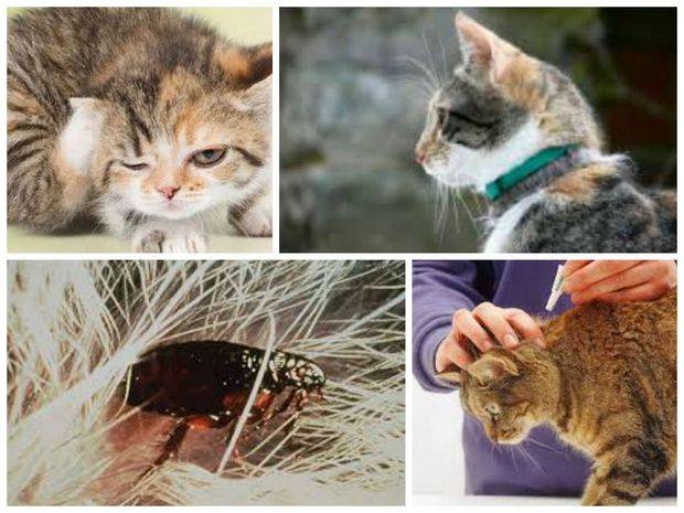 Средства для котят от блох: как вывести насекомых быстро в домашних условиях?