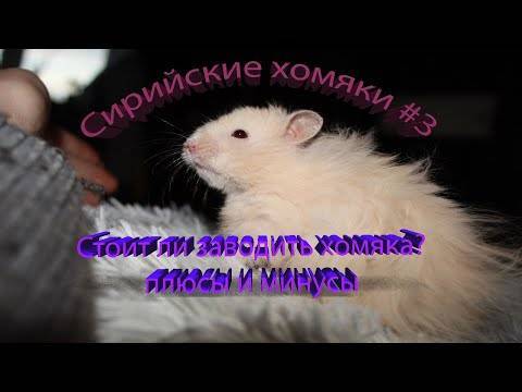 Крысы и хомяки: кто лучше, плюсы и минусы домашних грызунов