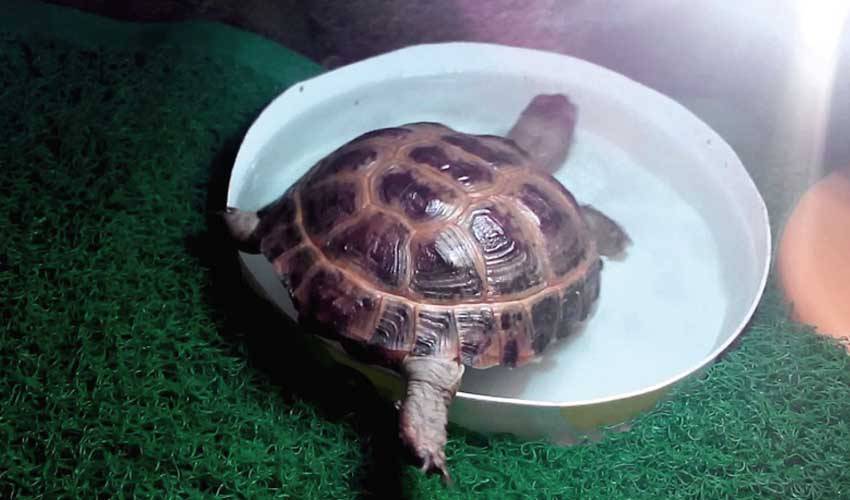 ᐉ какую черепаху лучше завести дома для ребенка, как правильно выбрать - zoopalitra-spb.ru