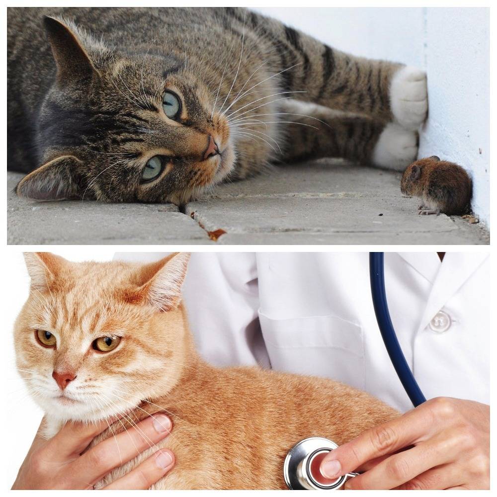 Токсоплазмоз у кошек и котов