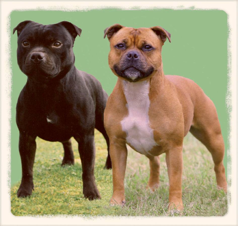 Стаффордширский бультерьер: фото собак, история появления, описание породы, черты характера, правила ухода и отзывы владельцев