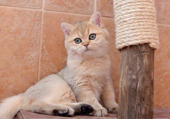 Кошка золотая шиншилла: описание породы, характер, особенности ухода и содержания
