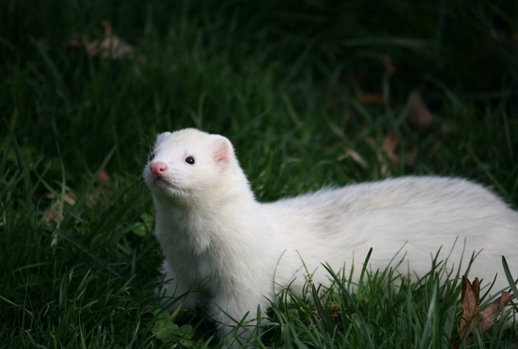 Белые хорьки (27 фото): особенности хорьков-альбиносов. сколько живут домашние животные?