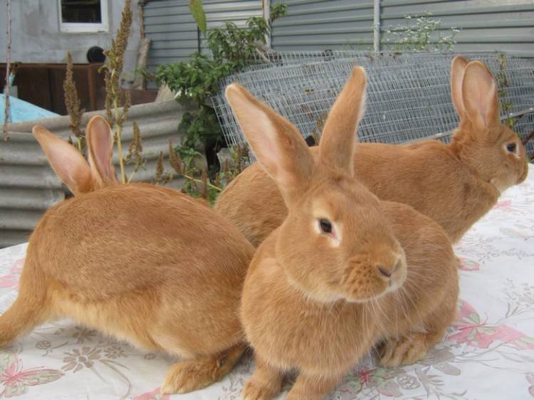 Обзор рыжих пород кроликов