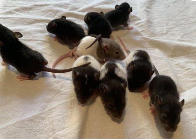 Сколько живут декоративные домашние крысы: как влияет уход и содержание на продолжительность жизни, чем кормить