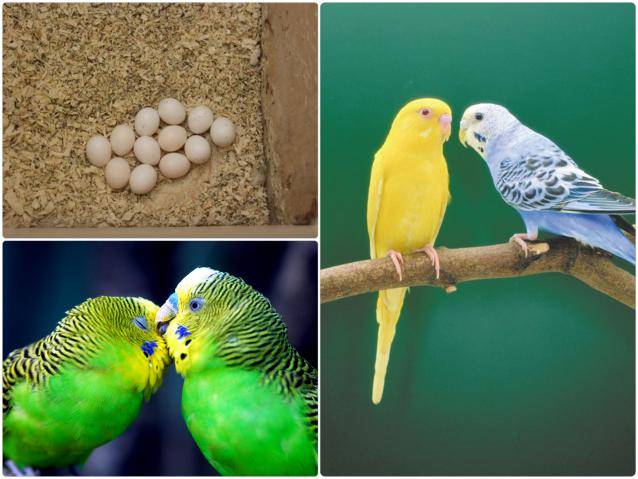 По каким причинам попугай не может снести яйцо и как помочь самке