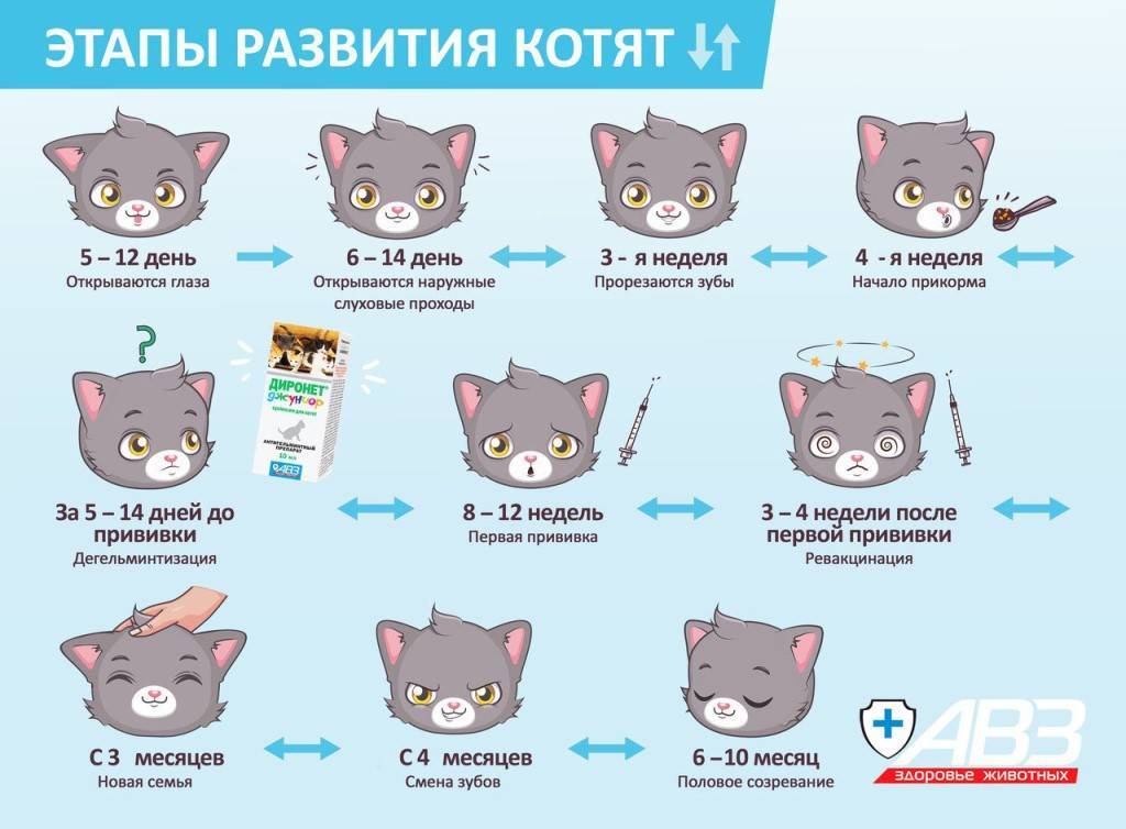 В каком возрасте брать котенка?