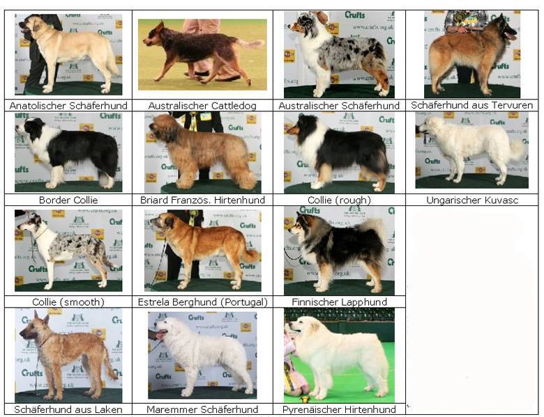Разновидности немецких овчарок с фотографиями и названиями - виды немцев, линии разведения