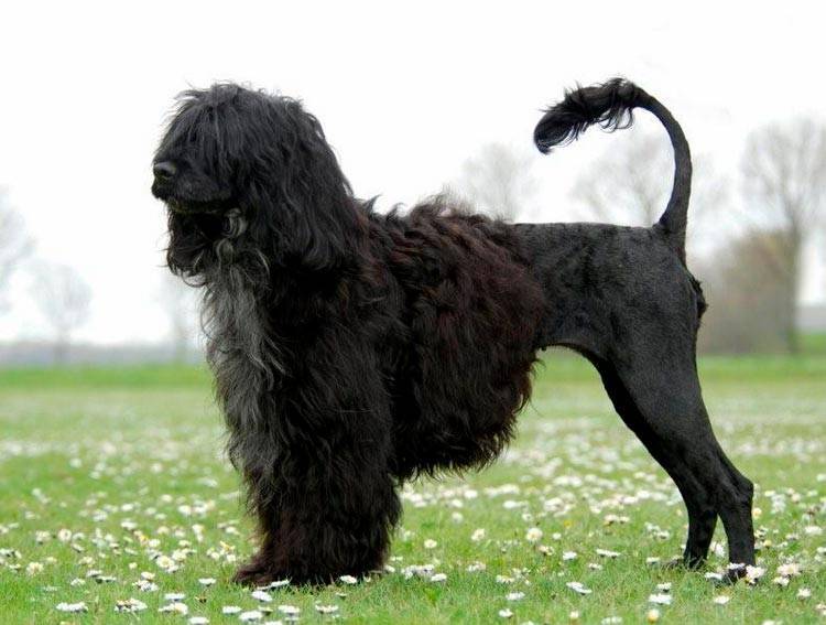 Португальская водяная собака: описание охотничьей породы с фото