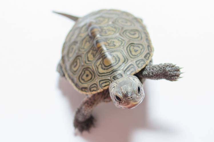 Как ухаживать за черепахой? домашние черепахи: сохопутные и водные, как ухаживать