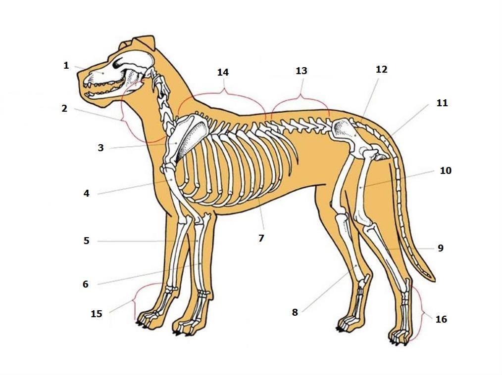 ᐉ анатомия собаки: скелет и внутреннее строение мышц, костей и органов - kcc-zoo.ru
