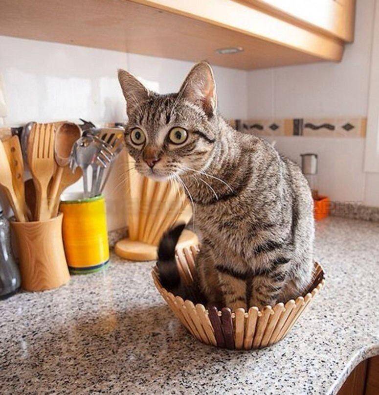 Как отучить кошку лазить по столам? практические советы | ваши питомцы
