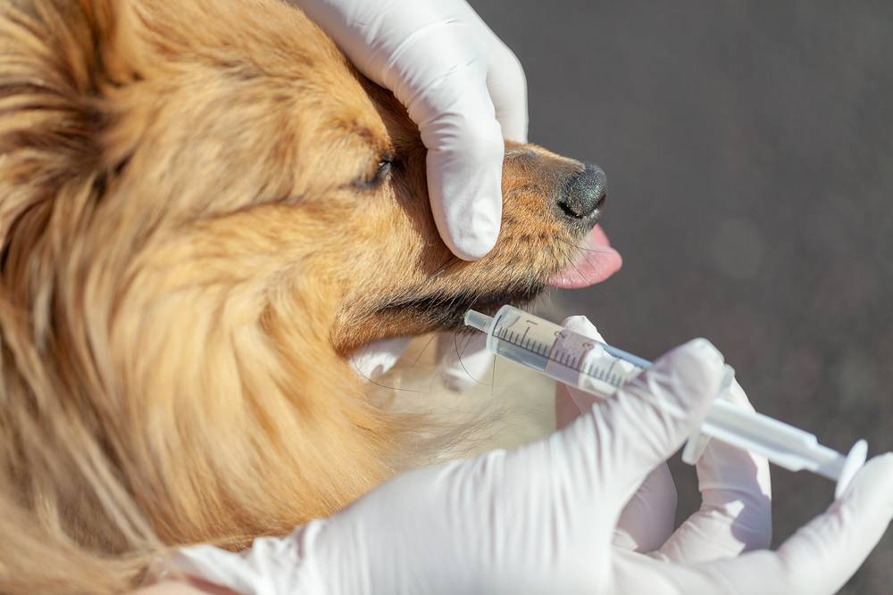 Лечение отравления собаки ядом изониазидом (тубазидом)
