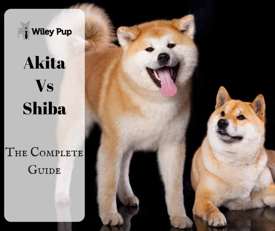 Чем отличается акита от сиба ину. Акита Шиба ину. Японская собака Акита сиба. Акита-ину и сиба-ину и Шиба ину. Американская Акита и сиба ину.