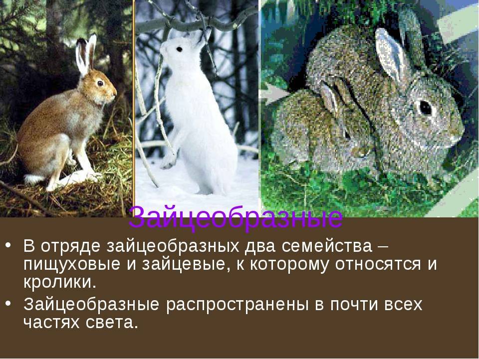 Являются ли кролики гризунами, к какому виду относятся эти животные
