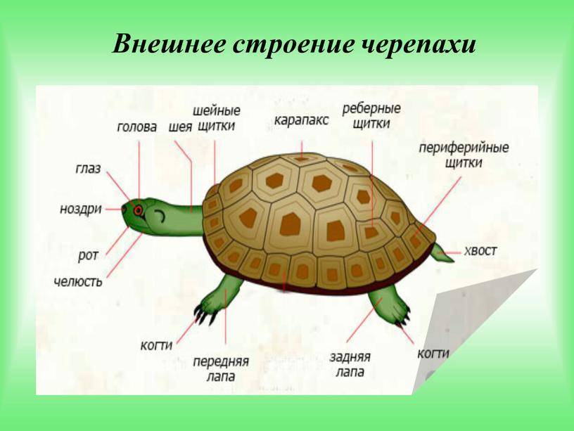 Как выглядит черепаха без панциря: описание, особенности и интересные факты