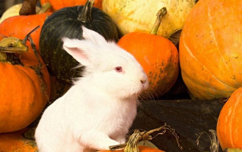 Можно ли кроликам давать кабачки — польза или вред?