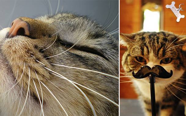 Почему у котенка ломаются усы
почему у котенка ломаются усы