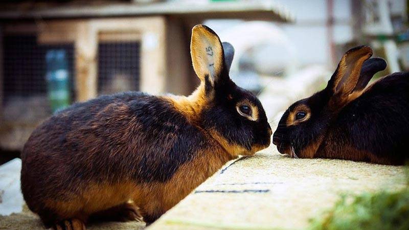 Кролики чёрно-огненной породы: как ухаживать и чем кормить в домашних условиях