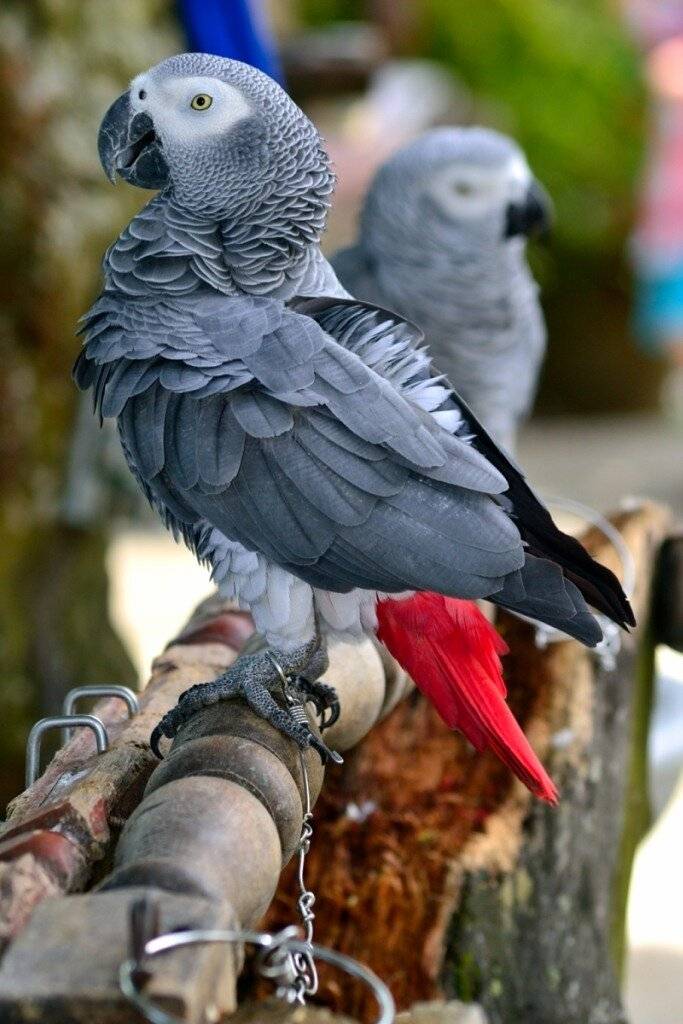 Жако - серый африканский попугай: кто это, описание