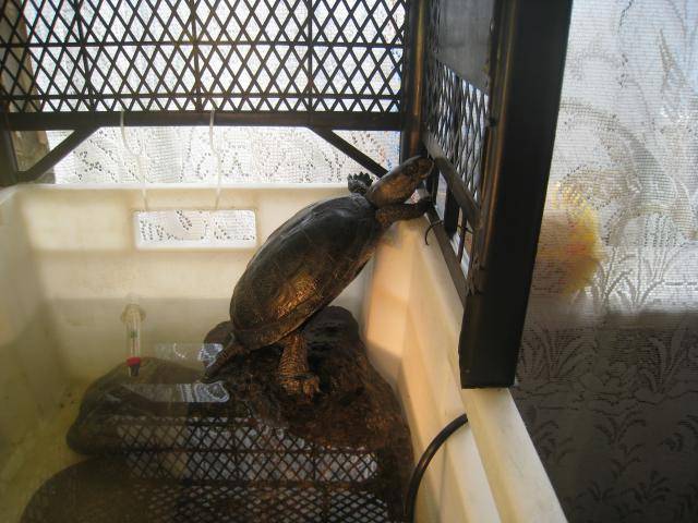 Болотная черепаха: питание, уход и разведение в домашних условиях