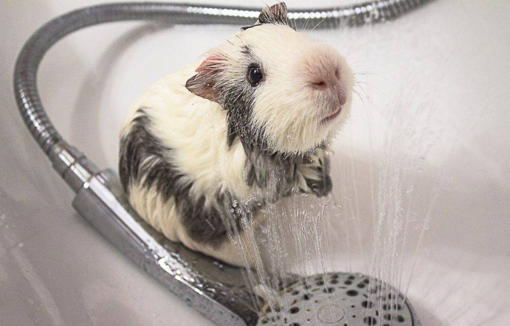 Купаем морскую свинку в домашних условиях: как правильно мыть питомца