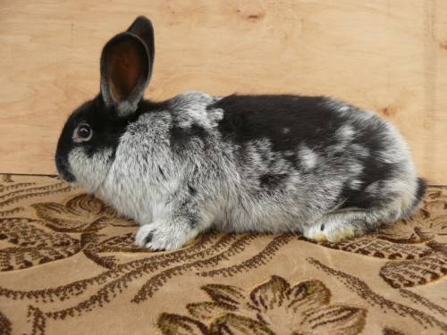 Кролик серебристый: описание породы, содержание, фото