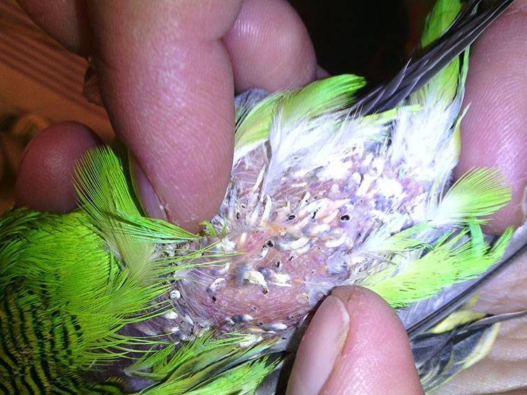 Симптомы и методы лечения клеща у попугая