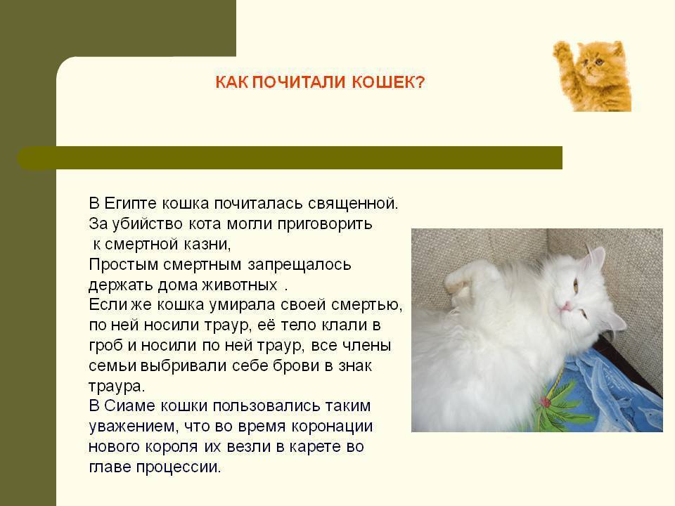 Сколько живут стерилизованные кошки в домашних условиях