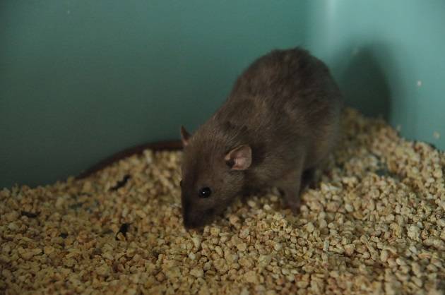 Клетки для крыс (35 фото): какого размера должны быть? чем оборудовать большие клетки? как выбрать жилище для двух домашних крыс?