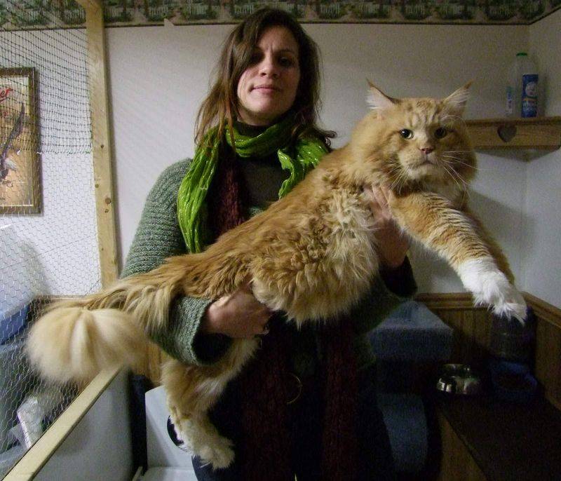 Самые большие кошки: стоит ли заводить домашних гигантов