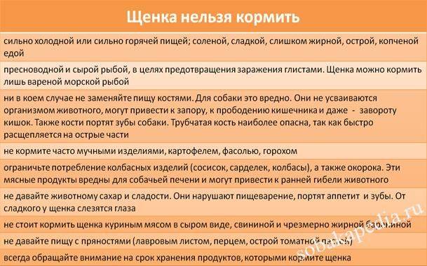 Можно ли собакам острое – лук, чеснок и перец?