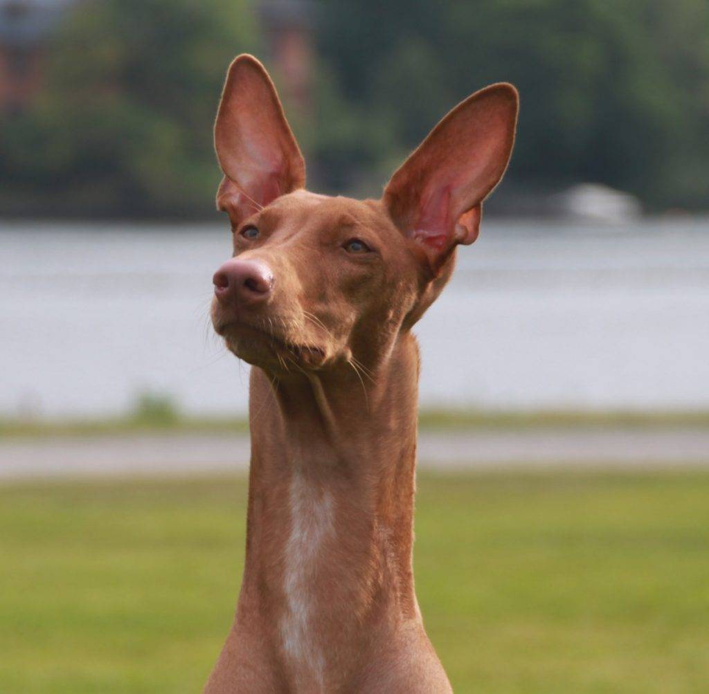 Фараонова собака: описание породы и фото
фараонова собака: описание породы и фото