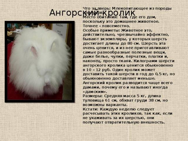 Ангорские кролики: описание породы, уход, цена