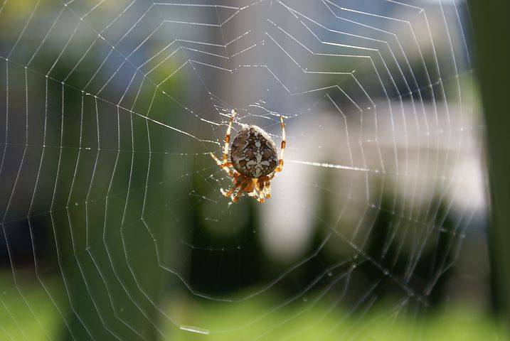 Как и почему паук плетет свою паутину. как паук плетет паутину? где образуется и как используется пауком паутина