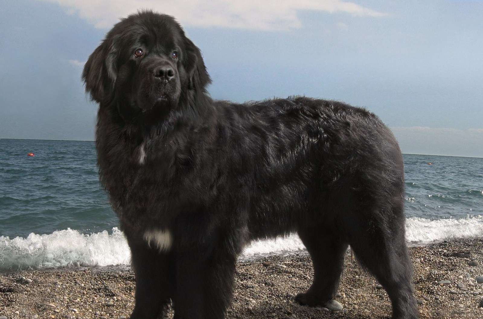 Описание породы собак ньюфаундленд (водолаз): бесстрашный спасатель и нянька для ребенка
