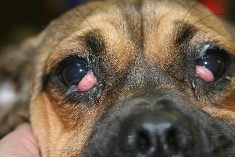Красный глаз у собак: когда лучше пойти к ветеринару?